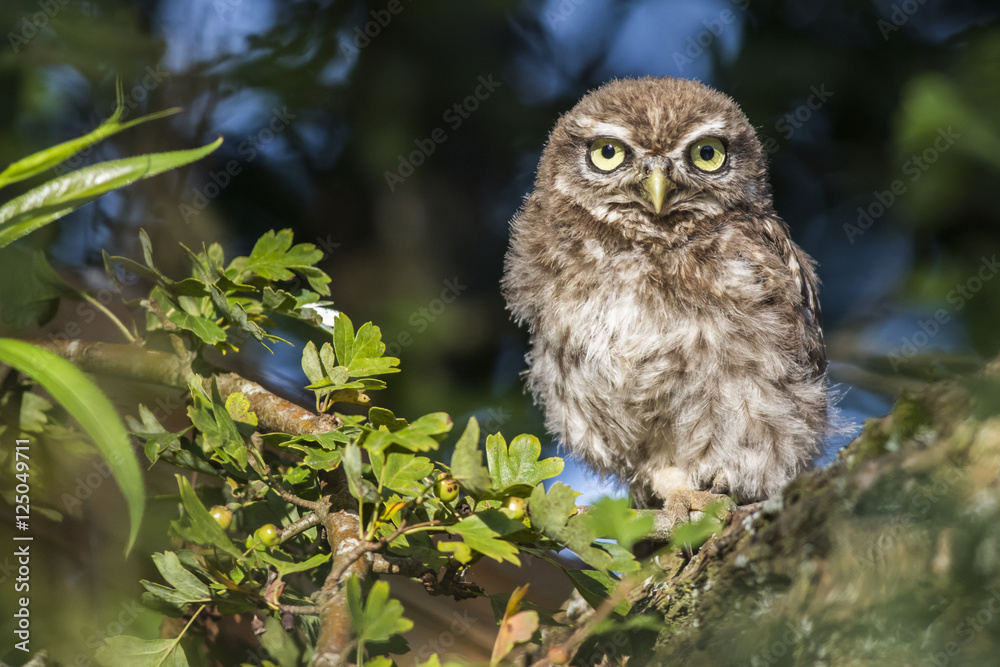 Steinkauz (Athene noctua)