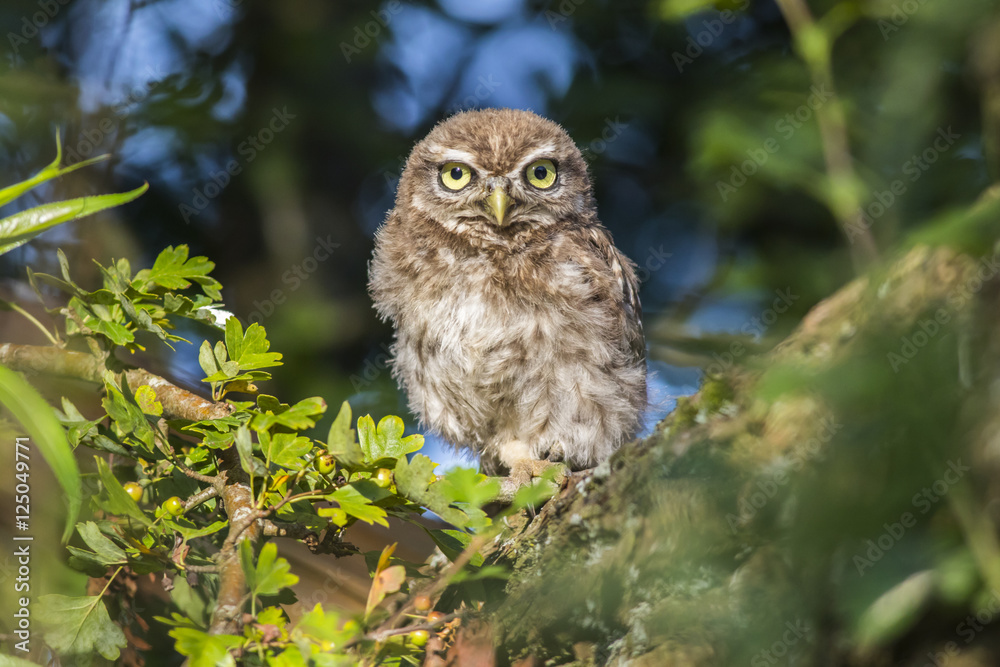 Fototapeta premium Steinkauz (Athene noctua)