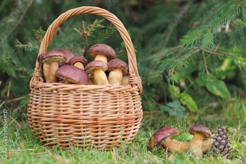 Wicker basket full of wild mushrooms and scattered mushrooms lying in the grass at forest. Autumn time