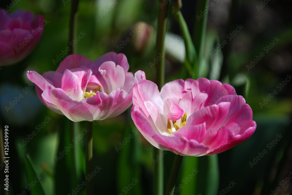 Fototapeta premium Pink tulips closeup
