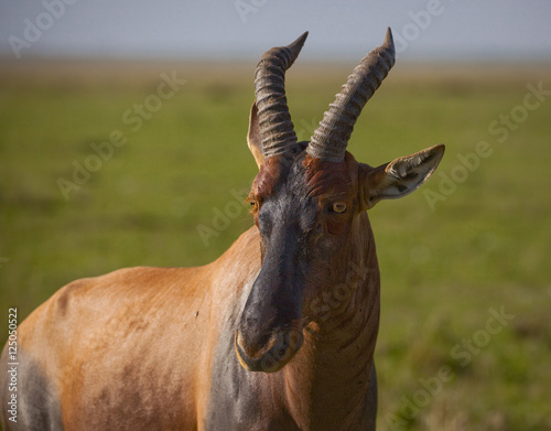 Lone topi antelope with savanna grasslands in background in Kenya's Masai Marar photo