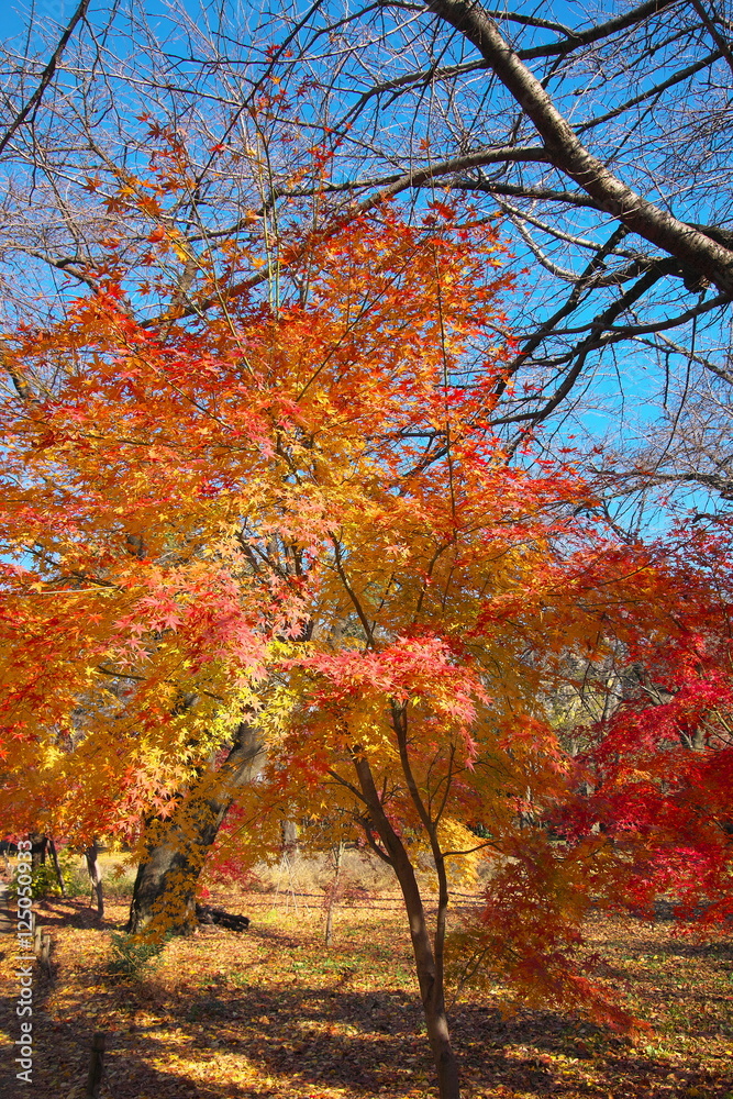 Fototapeta premium 紅葉