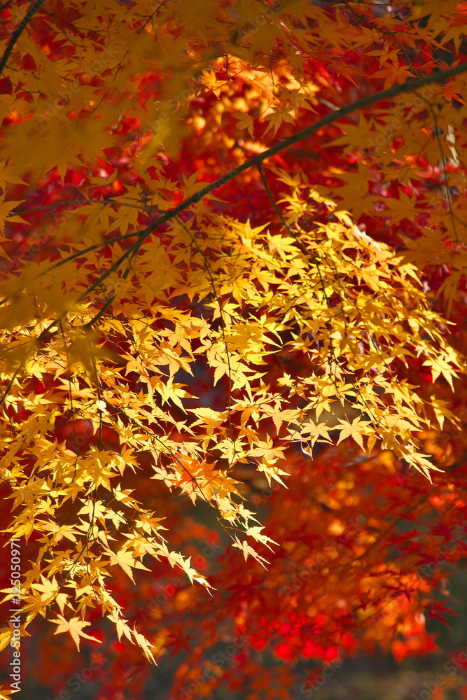 紅葉