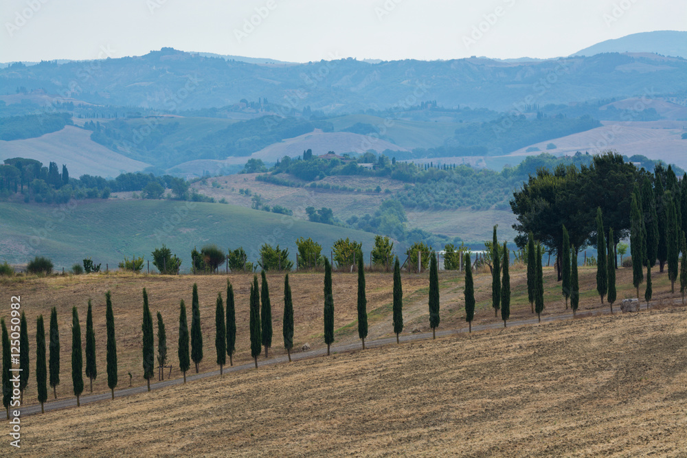Typical green landscape in Tuscany, on the hills of Val d'Orcia