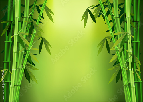 stalks  bamboo