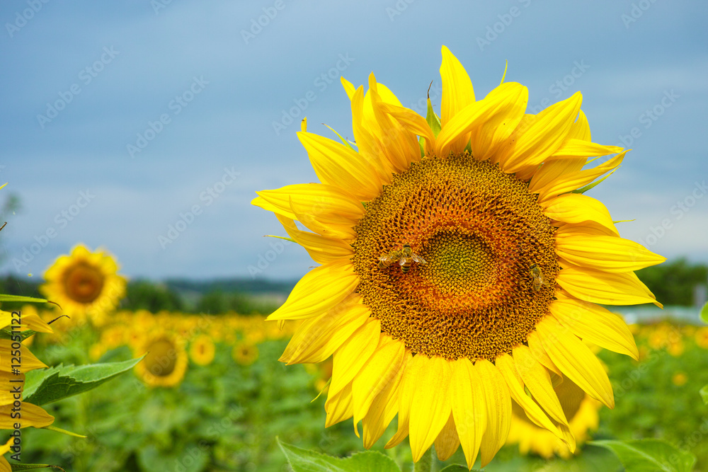 Sunflowers on the field