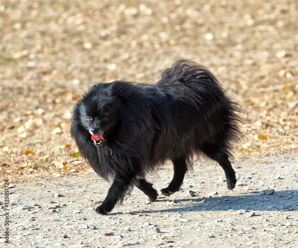 Spitz dog black 2025