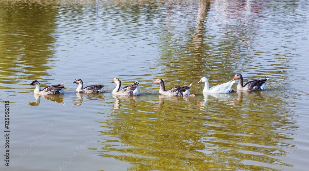 Greylag geese swimming in row in the lake Greylag geese swimming in row in the lake