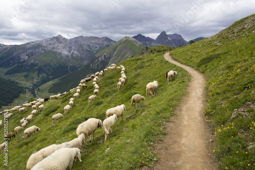 Fototapeta Naklejka Na Ścianę i Meble -  Flock of goats and sheep in Alps mountains, Livigno, Italy