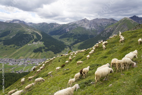 Flock of goats and sheep in Alps mountains, Livigno, Italy