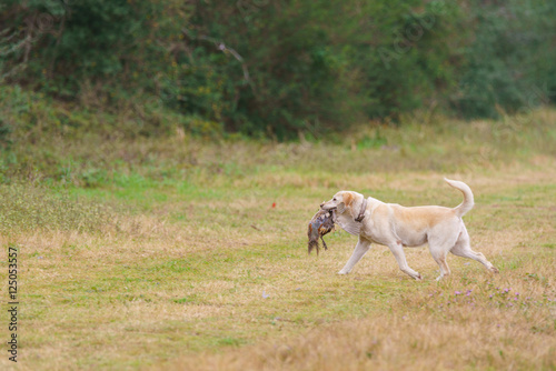 Dog carrying pheasant on a hunt