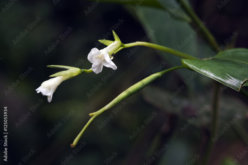 Tiny and amazing flower recorded in remaining of rainforest Tiny and amazing flower recorded in remaining of rainforest