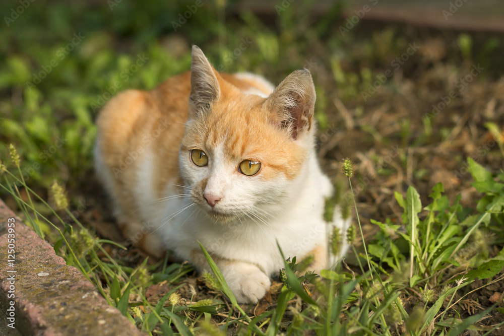 Kitty lying in deep green grass