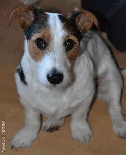 Dog Jack Russell sitting 