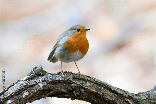 Robin perched on a tree © lucaar