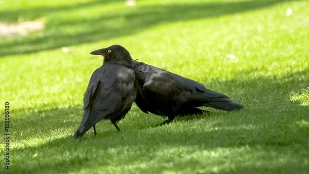 Two black Australian raven birds standing together on grassy lawn and grooming their feathers, slow motion 30p Two black Australian raven birds standing together on grassy lawn and grooming their feathers, slow motion 30p