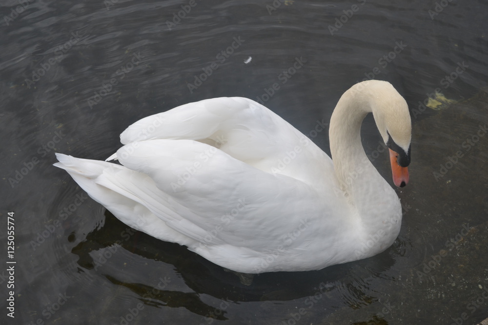 Fototapeta premium Swan 