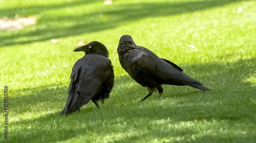 Pair of friendly ravens standing on grassy ground with one raven grooming the other with its black beak photo