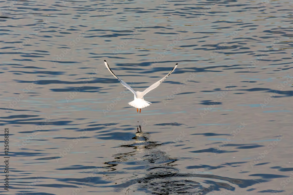 Swan landing, candid shot