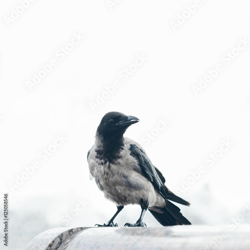 Crow sitting and watching © Kaponia Aliaksei