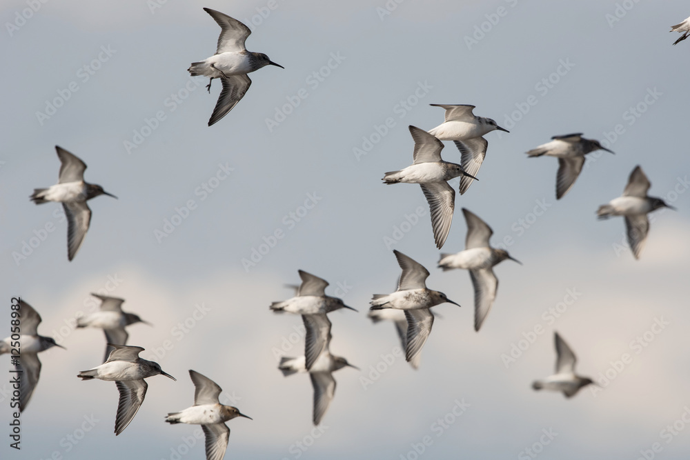 Obraz premium Dunlin, Calidris alpine