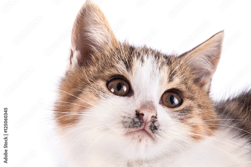 Fluffy kitten isolated on white background. Fluffy kitten isolated on white background.
