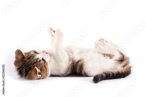 Fluffy kitten isolated on white background. 