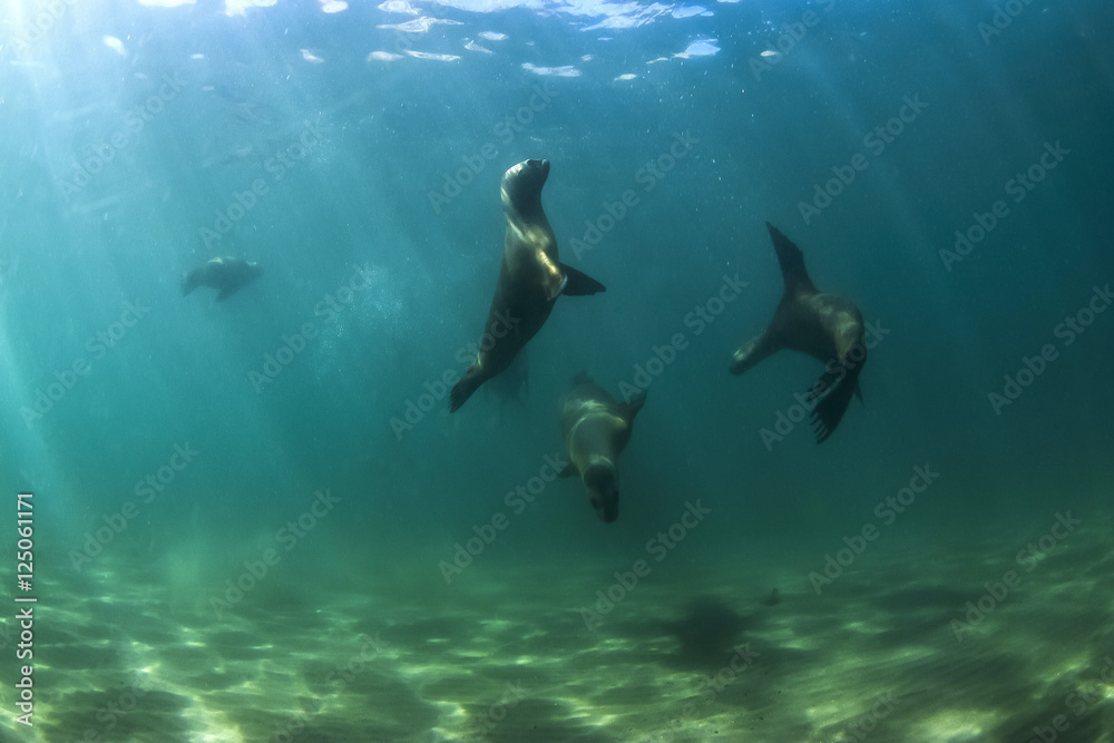 Obraz premium Sea Lion