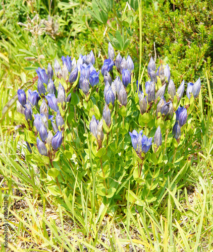 Mountain Bog Gentian photo