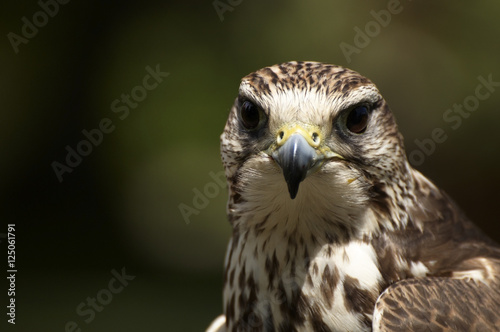 Young peregrine falcon in the wild