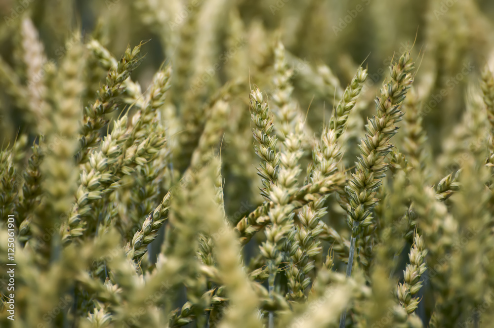 Wheat harvest on the field. Wheat harvest on the field.