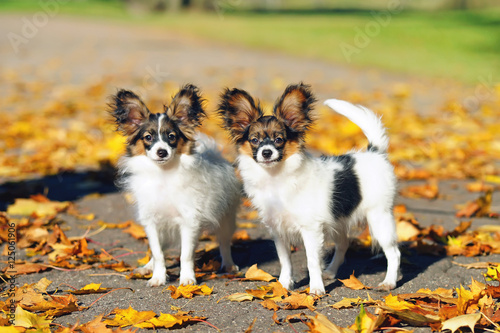 Two Papillon puppies standing on an asphalt around yellow autumn leaves © Eudyptula