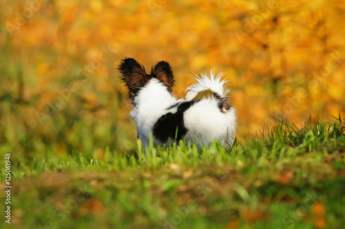 Continental Toy Spaniel dog Papillon puppy staying outdoors at autumn background. Backside view