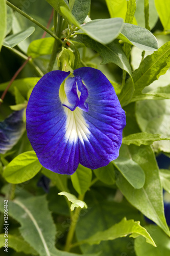 The flower in the shape of female genital organ