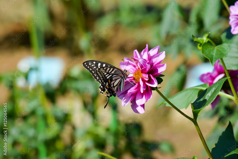 Dahlia and Butterfly Dahlia and Butterfly