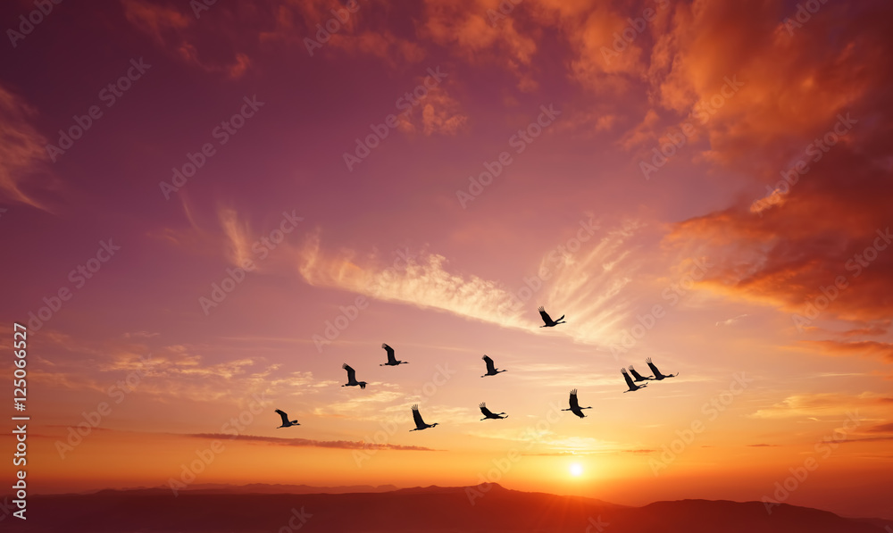 Birds flying at sunrise over the mountains