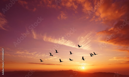 Birds flying at sunrise over the mountains