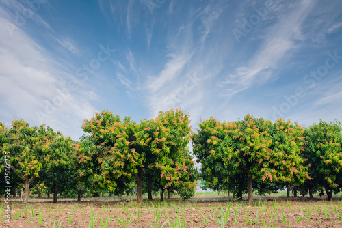 Mango field,mango farm with  blue sky background.Agricultural co