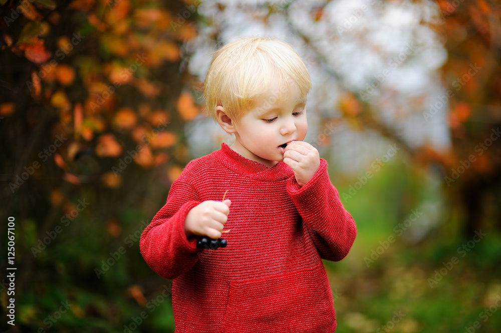 Toddler boy picking black currants in garden Toddler boy picking black currants in garden