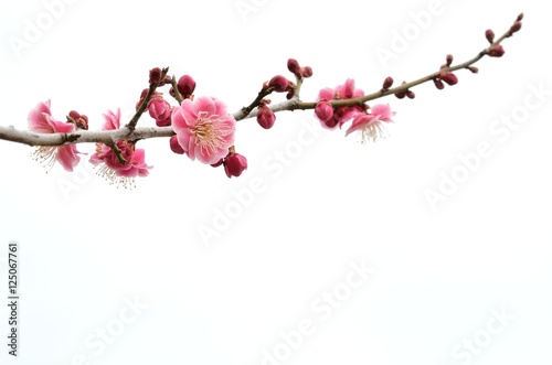 Fototapeta Naklejka Na Ścianę i Meble -  梅の花　白バック
