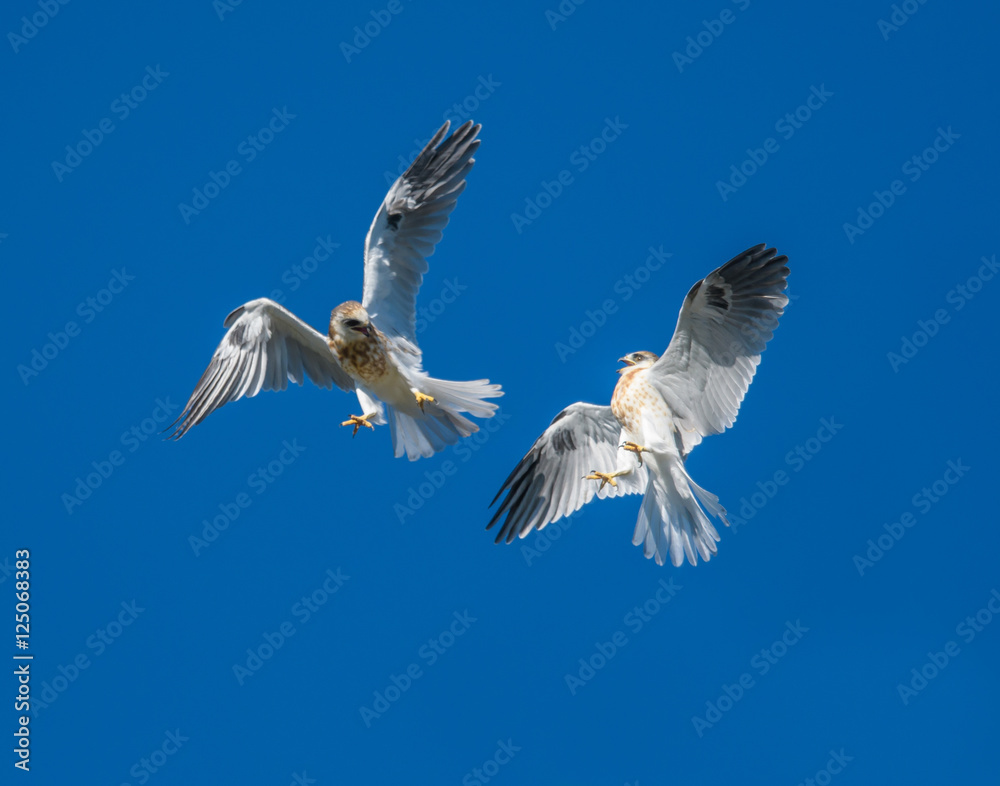 Obraz premium Young Whitetailed Kites fighting with each other in aerial acrobatics