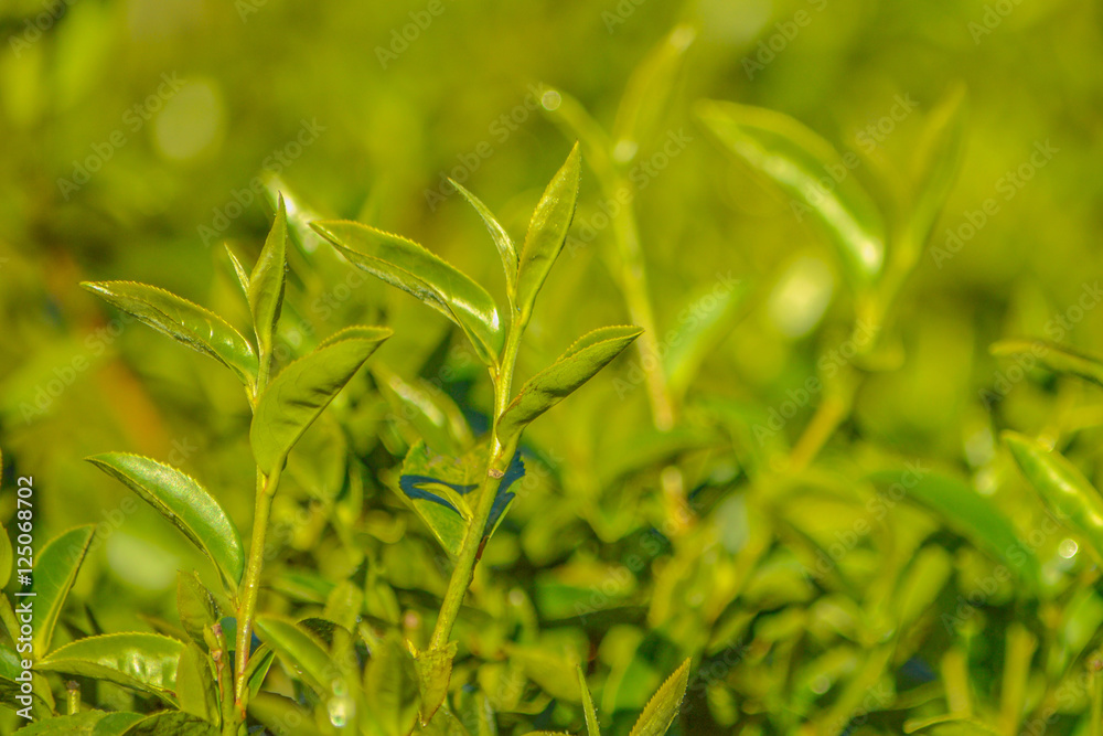 Fresh tea leaves Fresh tea leaves