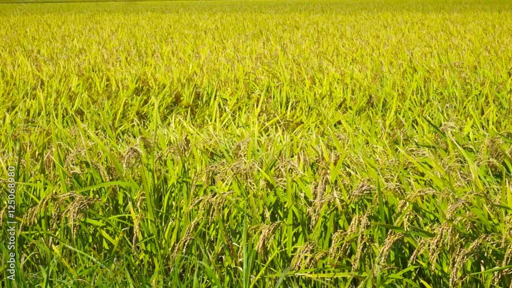 Close up of ripe rice paddy field. Japanese countryside agriculture, farm scene
