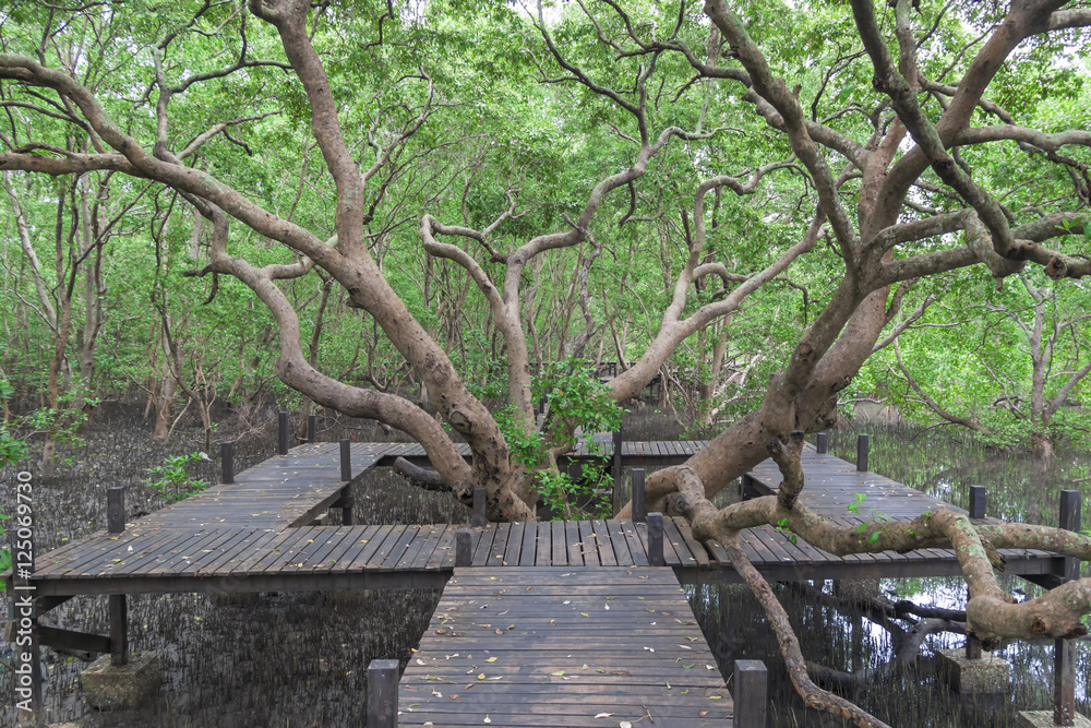 Obraz premium Big tree