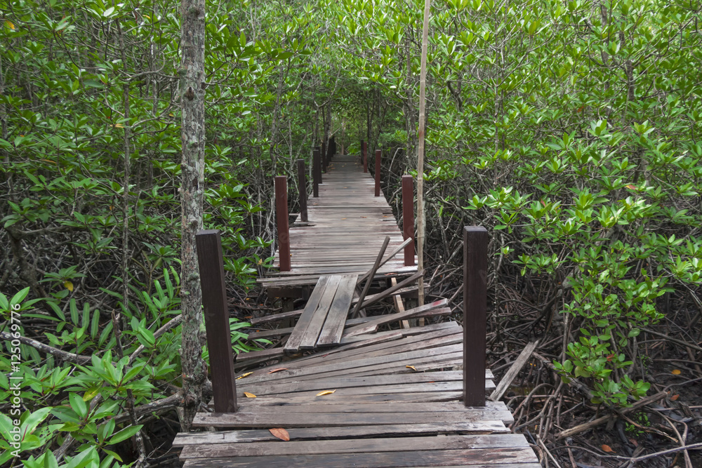 The mangrove forest