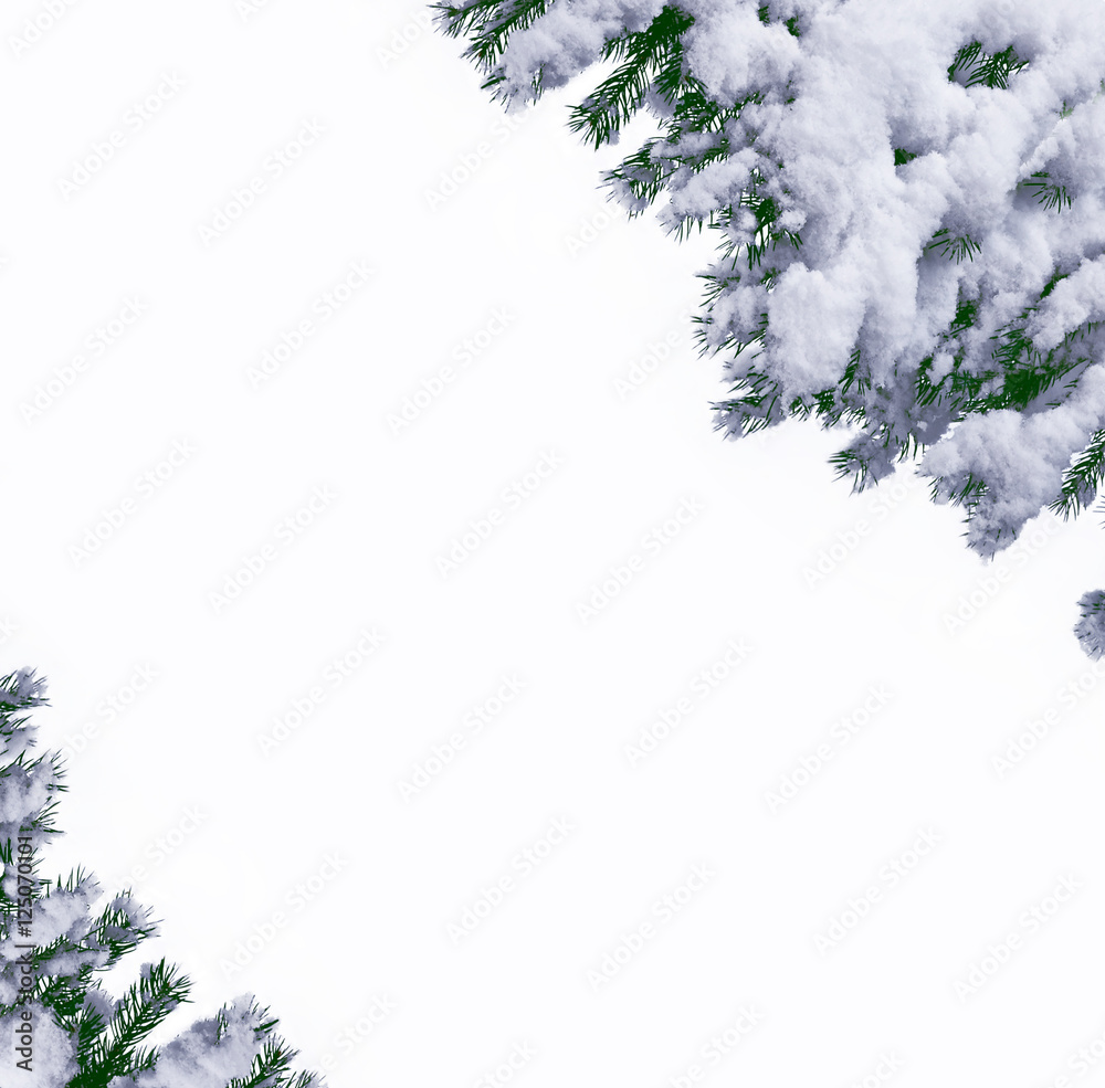 Fototapeta premium forest in the frost. Winter landscape. Snow covered trees.
