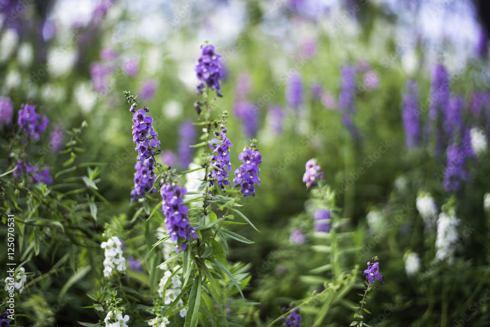 Select focus flowers of bush violet and purple flowers, abstract soft floral background Select focus flowers of bush violet and purple flowers, abstract soft floral background