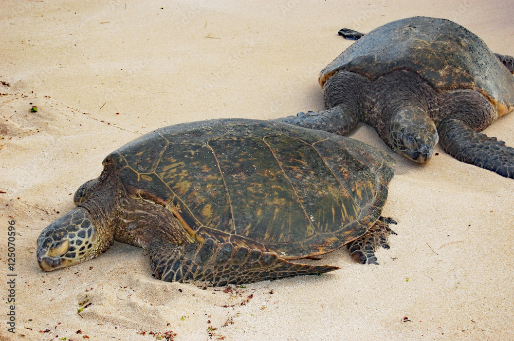 Obraz premium green sea turtles resting in the sun on Oahu beach, Hawaii