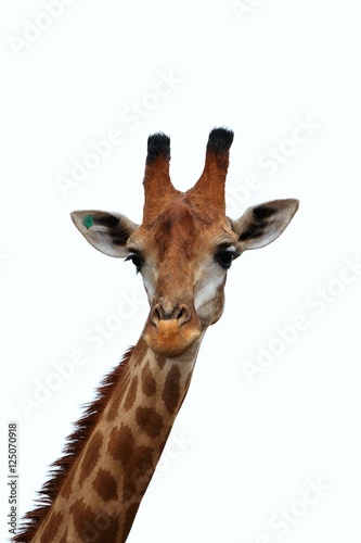 Head and neck of a giraffe isolated on white background