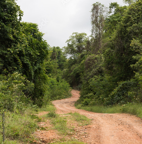 beautiful country road that runs along a forest in the mountains